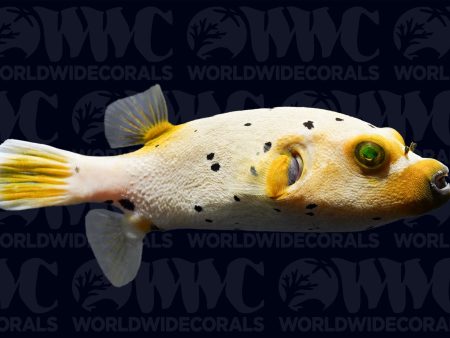 Yellow Face Dogface Pufferfish - Philippines Discount