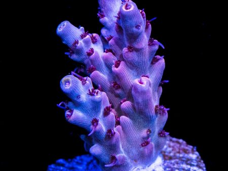 CB Beast Mode Acropora on Sale