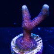 ORA German Blue Digitata Montipora Coral Online now