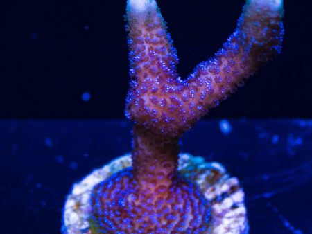 ORA German Blue Digitata Montipora Coral Online now