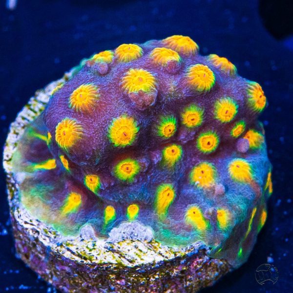 WWC Rainbow Madness Cyphastrea Coral Online Sale