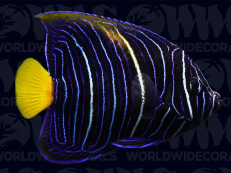 Yellow Moon Maculosus Angelfish - Juvenile - Aquacultured - Taiwan Fashion