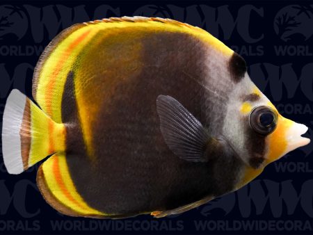 Yellownose Butterflyfish - Australia Fashion