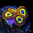 Fruit Loopz Zoanthids Online Hot Sale