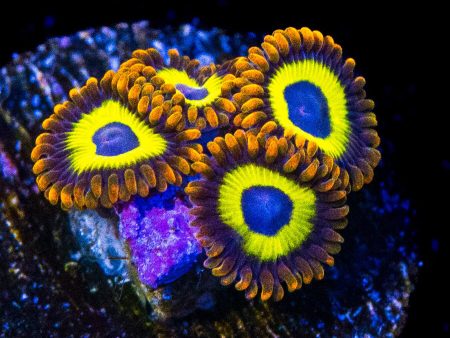 Fruit Loopz Zoanthids Online Hot Sale