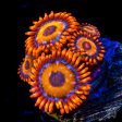 WWC Oxides Zoanthids Cheap