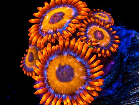 WWC Oxides Zoanthids Cheap