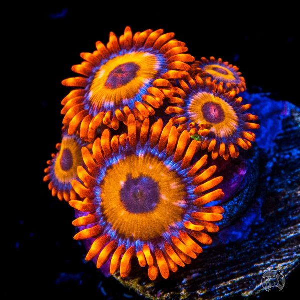 WWC Oxides Zoanthids Cheap