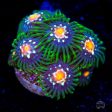 Jason Fox Stargazer Zoanthids For Cheap