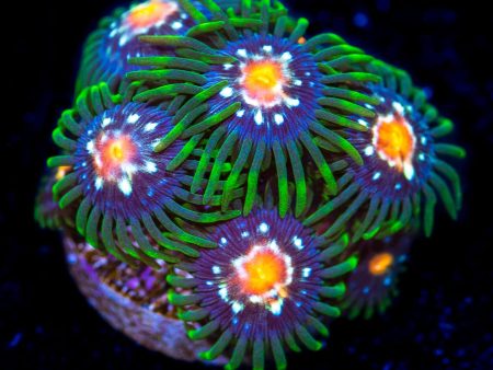 Jason Fox Stargazer Zoanthids For Cheap