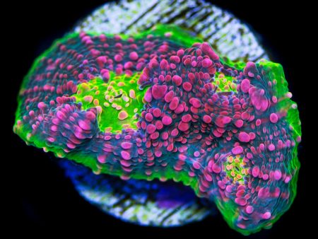 WWC Kingpin Chalice Coral Online