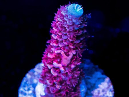 WWC Ice Queen Mille Acropora Discount