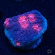 WWC Nightmare Chalice Coral on Sale