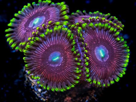 WWC Black Orchids Zoanthids Hot on Sale