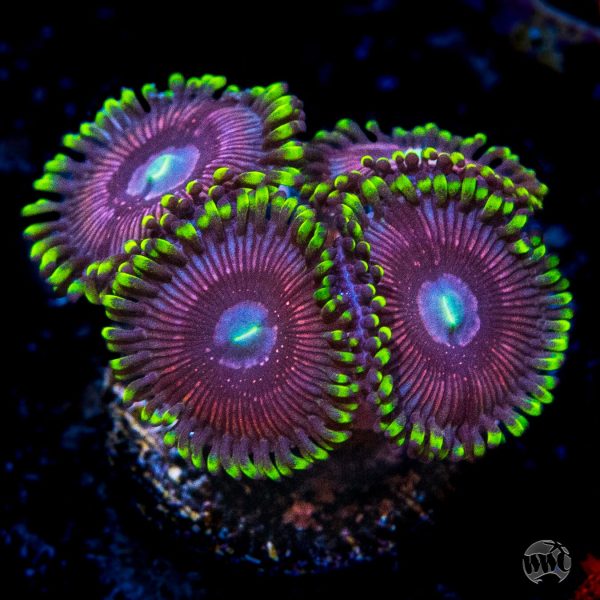 WWC Black Orchids Zoanthids Hot on Sale