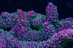 Tyree Rouge Mille Acropora Fashion