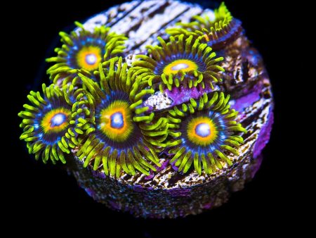 Super Saiyan Zoanthids Cheap