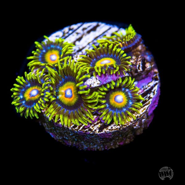 Super Saiyan Zoanthids Cheap