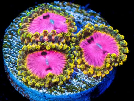 RR Pink Diamond Zoanthids For Sale