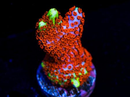 Bubblegum Digitata Montipora Coral Online