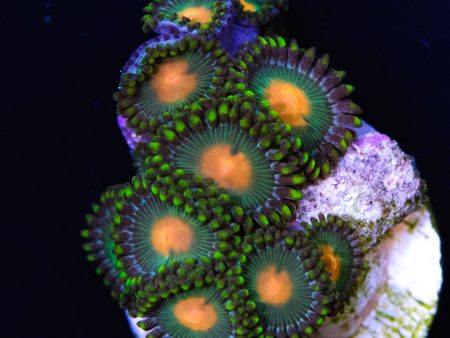 Green Bay Packer Zoanthids Supply