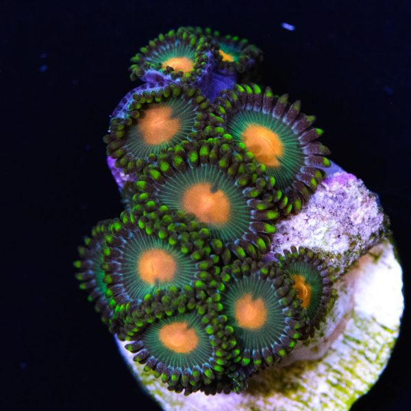 Green Bay Packer Zoanthids Supply