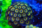 WWC Yellow Submarine Zoanthids Online Sale