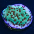 Jedi Mind Trick Montipora Coral For Cheap