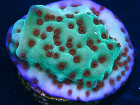 Jedi Mind Trick Montipora Coral For Cheap