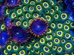 WWC Yellow Submarine Zoanthids Online Sale