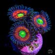 Everlasting Gobstopper Zoanthids For Cheap