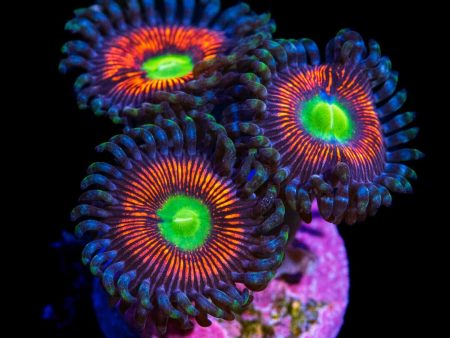 Everlasting Gobstopper Zoanthids For Cheap