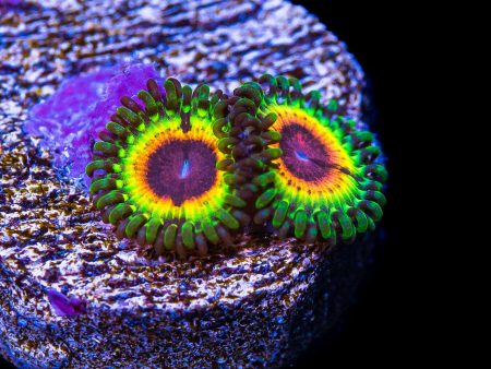 Little Shop of Horrors Zoanthids Online Sale