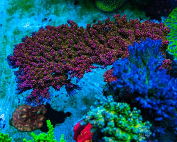 WWC Jello Shot Acropora Online Hot Sale