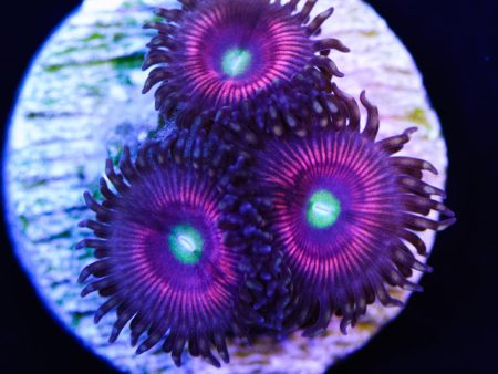 Cat Eyes Zoanthids Online Hot Sale