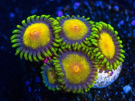 WWC Queen Midas Zoanthids Hot on Sale