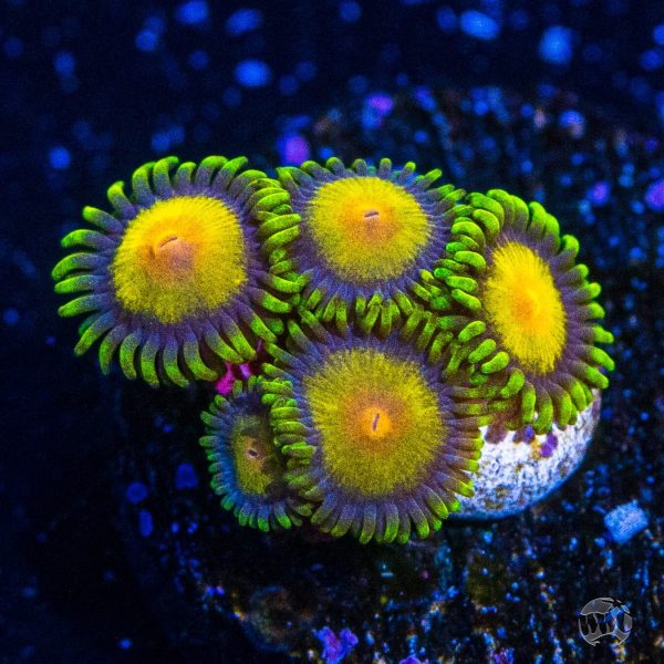 WWC Queen Midas Zoanthids Hot on Sale