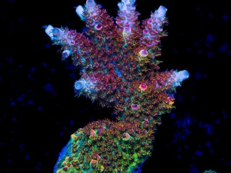 WWC Dirty Love Dreams Acropora on Sale