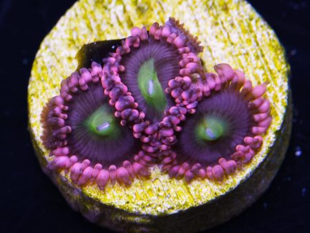 WWC Laffy Taffy Zoanthids Online now