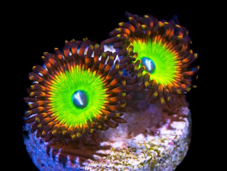 Candy Apple Red Zoanthids on Sale