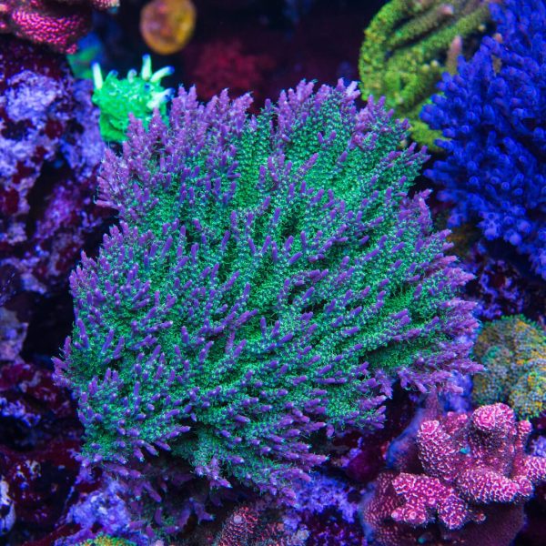 WWC Grizzly Adams Acropora Online Hot Sale