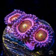 Mohawk Zoanthids on Sale