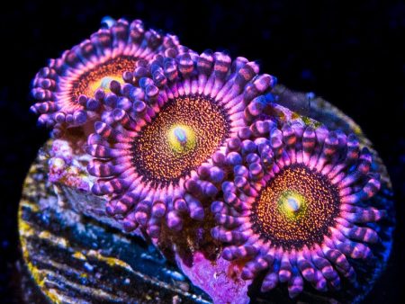 Mohawk Zoanthids on Sale