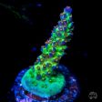 JKR Rainbow Acropora Online Hot Sale