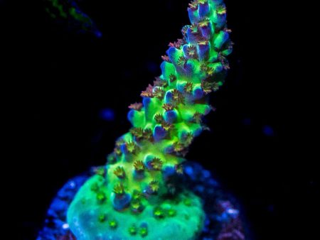 JKR Rainbow Acropora Online Hot Sale