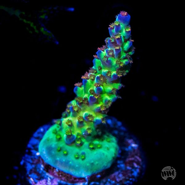 JKR Rainbow Acropora Online Hot Sale