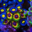 Little Shop of Horrors Zoanthids Online Sale