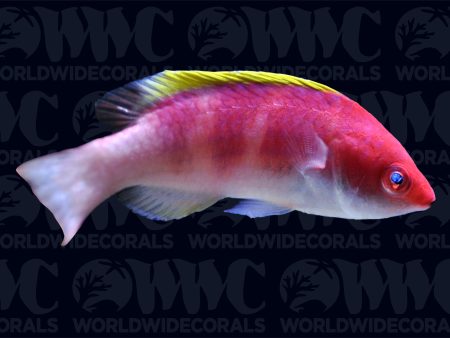 Yellow Fin Fairy Wrasse - Indonesia Hot on Sale