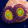 Sunny D Zoanthids Cheap