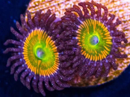 Sunny D Zoanthids Cheap